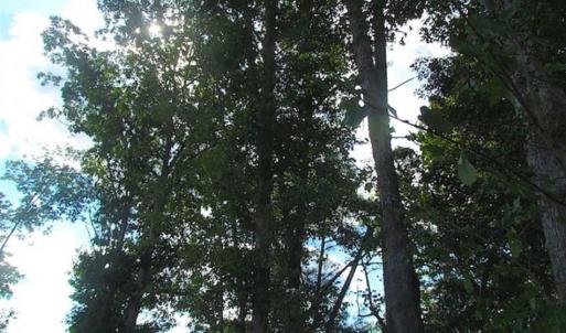 Photo of REDUCED!  103 Acres of Hunting and Investment Land For Sale in Dinwiddie County VA!