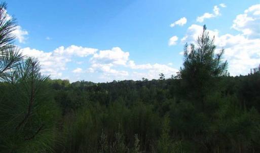 Photo of REDUCED!  103 Acres of Hunting and Investment Land For Sale in Dinwiddie County VA!