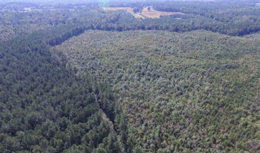 Photo of REDUCED!  103 Acres of Hunting and Investment Land For Sale in Dinwiddie County VA!