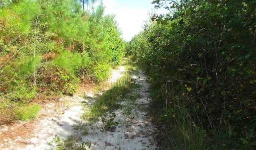 Photo of REDUCED!  103 Acres of Hunting and Investment Land For Sale in Dinwiddie County VA!