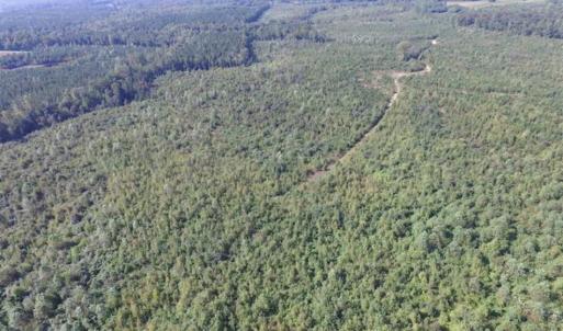 Photo of REDUCED!  103 Acres of Hunting and Investment Land For Sale in Dinwiddie County VA!