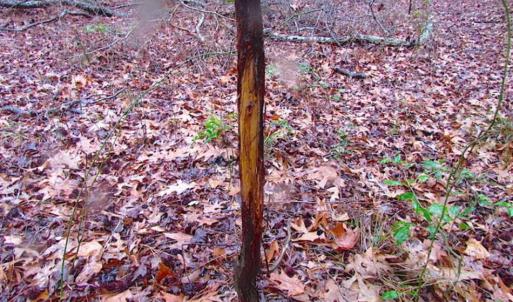 Photo of SOLD!!  13 Acres of Hunting Land For Sale in Northampton County VA!