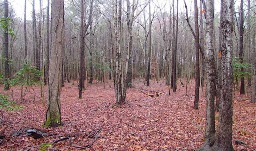 Photo of SOLD!!  13 Acres of Hunting Land For Sale in Northampton County VA!