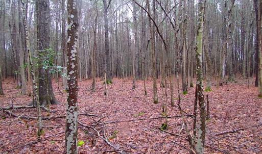 Photo of SOLD!!  13 Acres of Hunting Land For Sale in Northampton County VA!