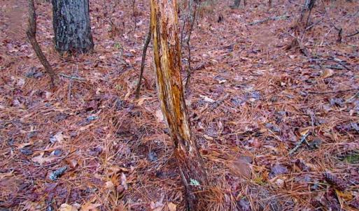 Photo of SOLD!!  13 Acres of Hunting Land For Sale in Northampton County VA!