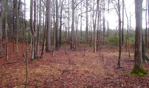 Photo of SOLD!!  13 Acres of Hunting Land For Sale in Northampton County VA!