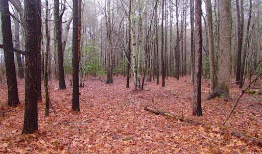 Photo of SOLD!!  13 Acres of Hunting Land For Sale in Northampton County VA!