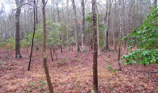 Photo of SOLD!!  13 Acres of Hunting Land For Sale in Northampton County VA!