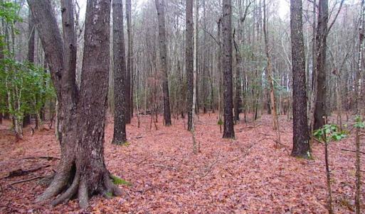 Photo of SOLD!!  13 Acres of Hunting Land For Sale in Northampton County VA!