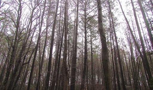 Photo of SOLD!!  13 Acres of Hunting Land For Sale in Northampton County VA!