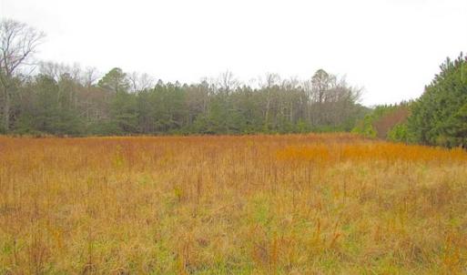 Photo of SOLD!!  13 Acres of Hunting Land For Sale in Northampton County VA!