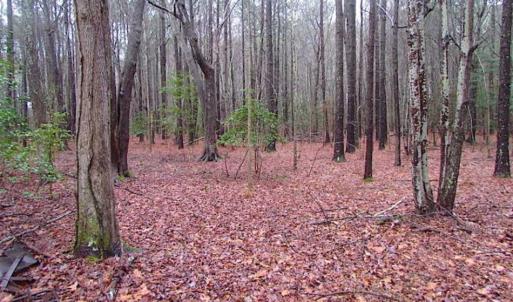 Photo of SOLD!!  13 Acres of Hunting Land For Sale in Northampton County VA!