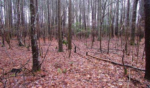 Photo of SOLD!!  13 Acres of Hunting Land For Sale in Northampton County VA!