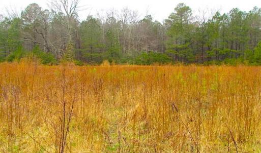 Photo of SOLD!!  13 Acres of Hunting Land For Sale in Northampton County VA!