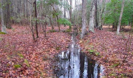 Photo of SOLD!!  13 Acres of Hunting Land For Sale in Northampton County VA!