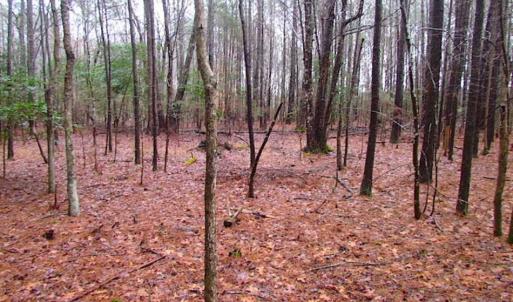 Photo of SOLD!!  13 Acres of Hunting Land For Sale in Northampton County VA!