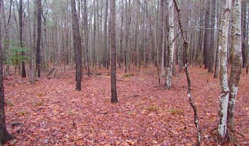 Photo of SOLD!!  13 Acres of Hunting Land For Sale in Northampton County VA!