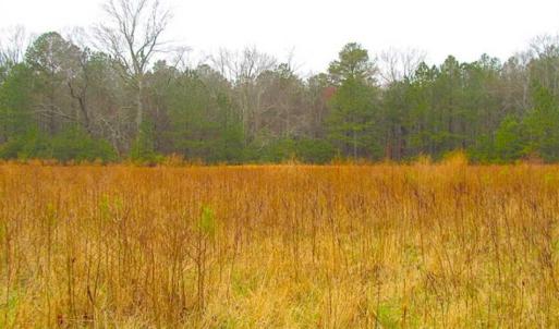 Photo of SOLD!!  13 Acres of Hunting Land For Sale in Northampton County VA!