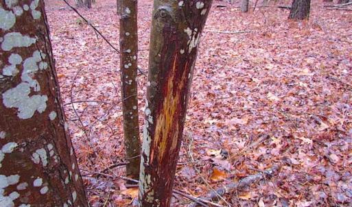 Photo of SOLD!!  13 Acres of Hunting Land For Sale in Northampton County VA!
