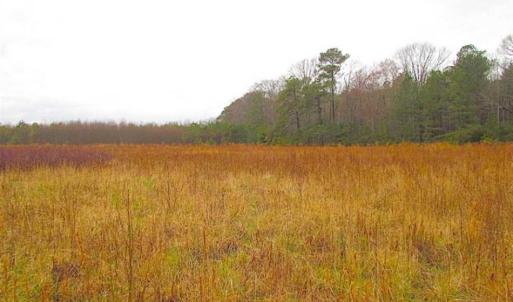 Photo of SOLD!!  13 Acres of Hunting Land For Sale in Northampton County VA!