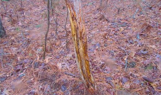 Photo of SOLD!!  13 Acres of Hunting Land For Sale in Northampton County VA!
