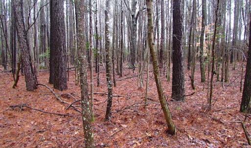 Photo of SOLD!!  13 Acres of Hunting Land For Sale in Northampton County VA!
