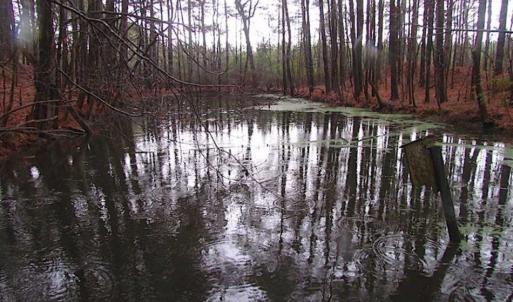 Photo of SOLD!!  13 Acres of Hunting Land For Sale in Northampton County VA!