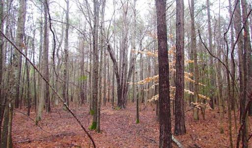 Photo of SOLD!!  13 Acres of Hunting Land For Sale in Northampton County VA!