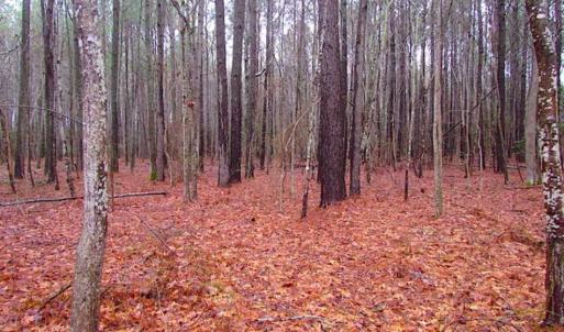 Photo of SOLD!!  13 Acres of Hunting Land For Sale in Northampton County VA!