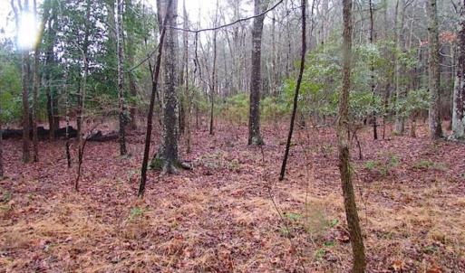 Photo of SOLD!!  13 Acres of Hunting Land For Sale in Northampton County VA!