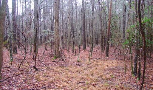 Photo of SOLD!!  13 Acres of Hunting Land For Sale in Northampton County VA!