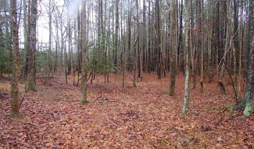 Photo of SOLD!!  13 Acres of Hunting Land For Sale in Northampton County VA!