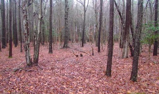 Photo of SOLD!!  13 Acres of Hunting Land For Sale in Northampton County VA!