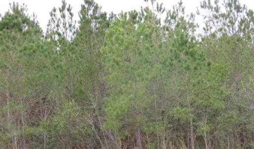 Photo of SOLD!!  24.6 Acres of Hunting and Timber Land For Sale in Pender County NC!