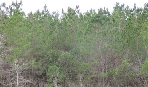 Photo of SOLD!!  24.6 Acres of Hunting and Timber Land For Sale in Pender County NC!