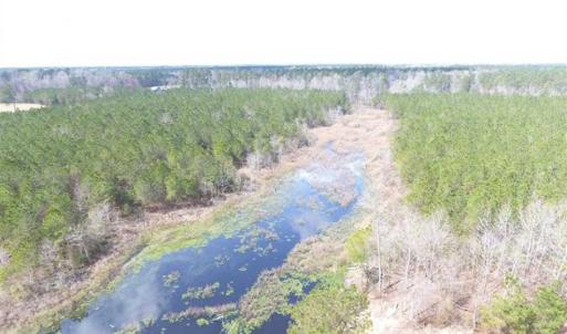 Photo of SOLD!!  24.6 Acres of Hunting and Timber Land For Sale in Pender County NC!