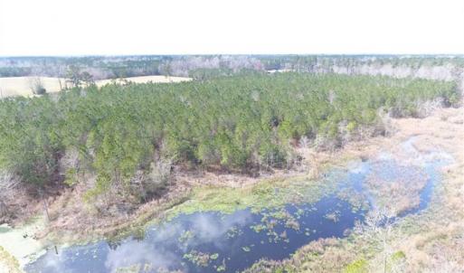 Photo of SOLD!!  24.6 Acres of Hunting and Timber Land For Sale in Pender County NC!