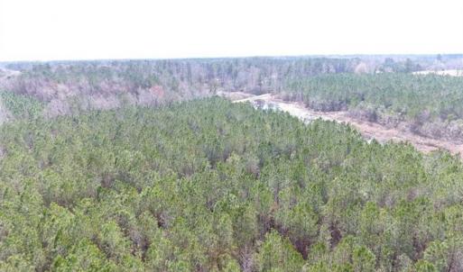Photo of SOLD!!  24.6 Acres of Hunting and Timber Land For Sale in Pender County NC!