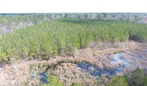 Photo of SOLD!!  24.6 Acres of Hunting and Timber Land For Sale in Pender County NC!