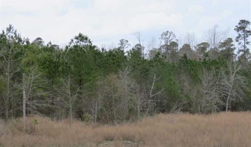 Photo of SOLD!!  24.6 Acres of Hunting and Timber Land For Sale in Pender County NC!