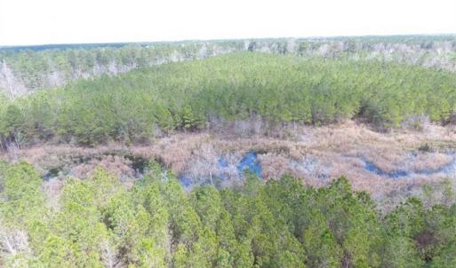 Photo of SOLD!!  24.6 Acres of Hunting and Timber Land For Sale in Pender County NC!