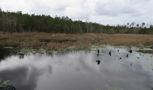 Photo of SOLD!!  24.6 Acres of Hunting and Timber Land For Sale in Pender County NC!