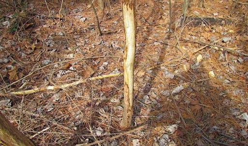 Photo of SOLD!!  49 Acres Overlooking Little Creek Reservoir in James City Co VA!