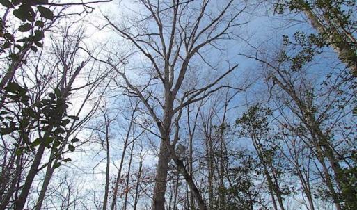 Photo of SOLD!!  49 Acres Overlooking Little Creek Reservoir in James City Co VA!