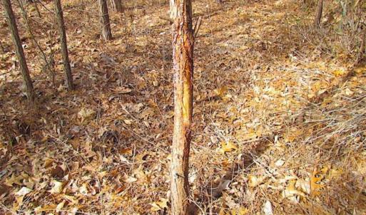 Photo of SOLD!!  49 Acres Overlooking Little Creek Reservoir in James City Co VA!