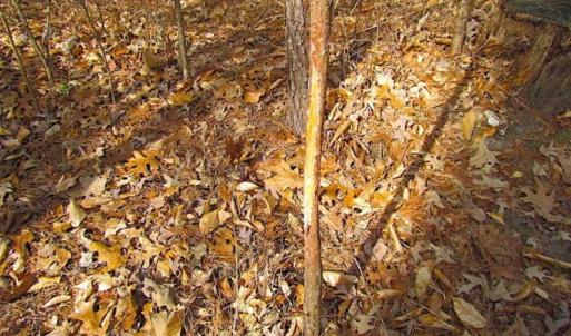 Photo of SOLD!!  49 Acres Overlooking Little Creek Reservoir in James City Co VA!