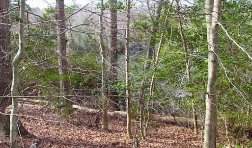Photo of SOLD!!  49 Acres Overlooking Little Creek Reservoir in James City Co VA!
