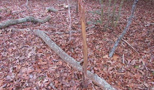 Photo of REDUCED!  65 Acre Working Farm For Sale in Accomack County VA!