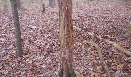 Photo of REDUCED!  65 Acre Working Farm For Sale in Accomack County VA!