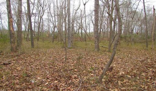 Photo of REDUCED!  65 Acre Working Farm For Sale in Accomack County VA!